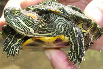 Red-eared turtle could seriously affect the nation's ecological balance if left uncontrolled. Red-eared turtle could seriously affect the nation's ecological balance if left uncontrolled.